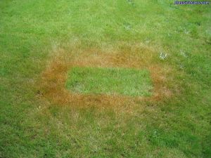 Uh, don't spray Metal Ready on the grass!