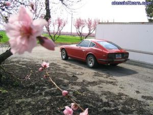 Blossom time in central Cal 4