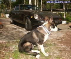 Niilo the Dog ready for a ride