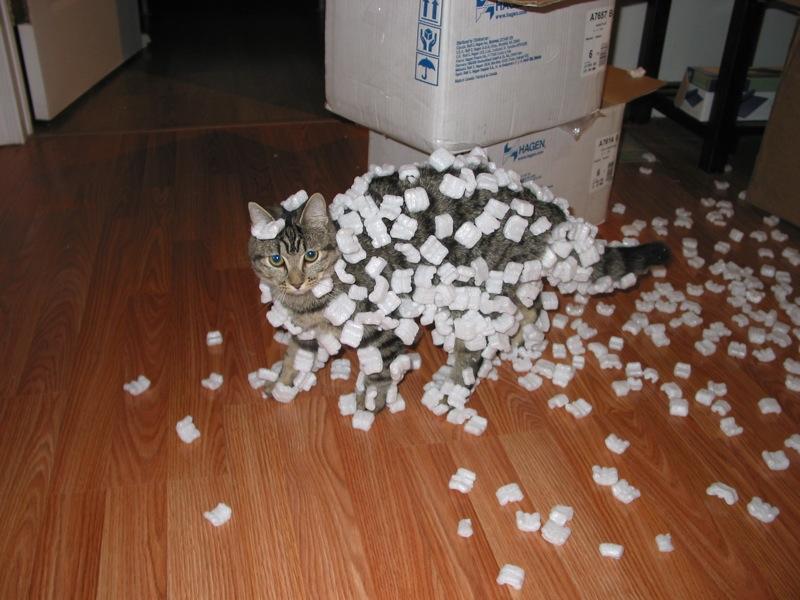 Cat_and_styrofoam_%E2%80%93_electrostati