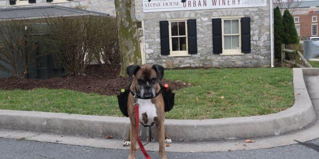 Meet Soda Pup, a 75-pound brindle boxer who is helping the Stone House Urban Winery with curbside service through the ongoing outbreak.