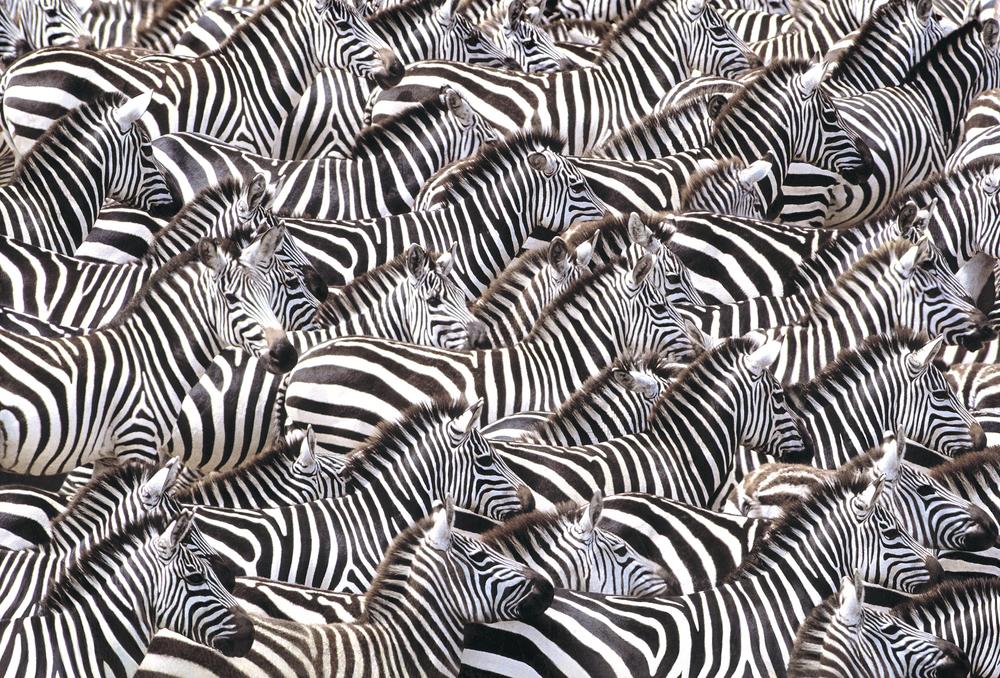 Zebra Herd - Art Wolfe Store