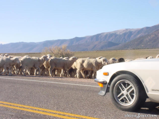 Sheep jam on US 50