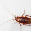 Palmettobug